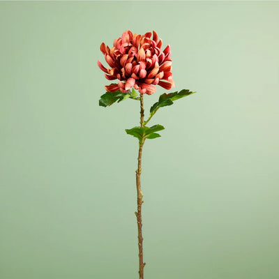 Single Garden Chrysanthemum Stem Russet