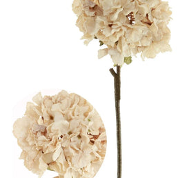 Dried Touch Ruffled Hydrangea Oyster