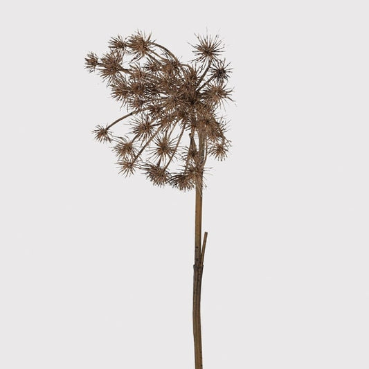 Brown Queen Anne's Lace Stem