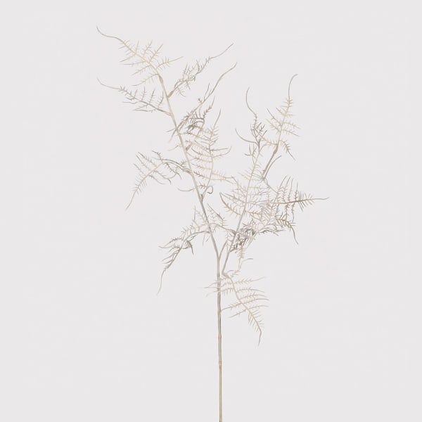 Ghost White Asparagus Fern Spray