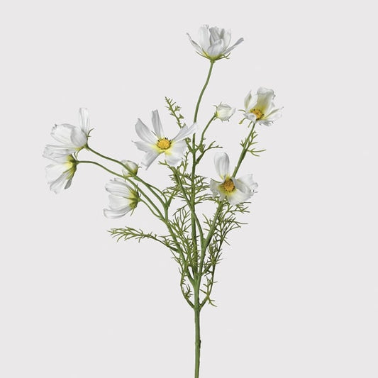 White Cosmos Spray